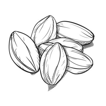 Almond Sketch PNG Transparent Images Free Download | Vector Files | Pngtree