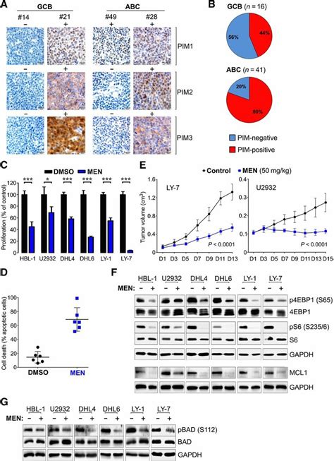 Pim Inhibition Is Toxic To Dlbcl Cells In Vitro And In Vivo A Ihc