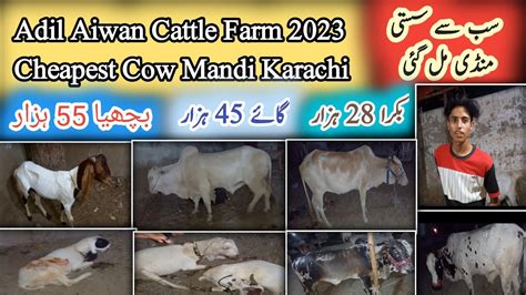 Adil Aiwan Cattle Farm 2023 Cheapest Cow Mandi Karachi Sasti Cow Mandi