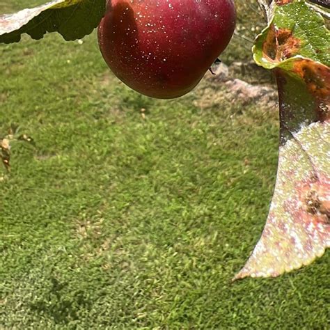 4 Advantages of Having a Honeycrisp Apple 🍏