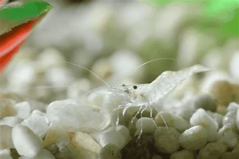 Cherry Shrimp And Ghost Shrimp Can They Live Together Pet Fish Online
