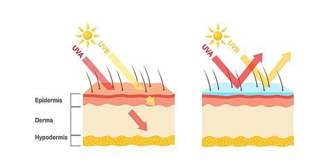 sun rays penetrate skin layers uva  uvb vector beauty epidermis