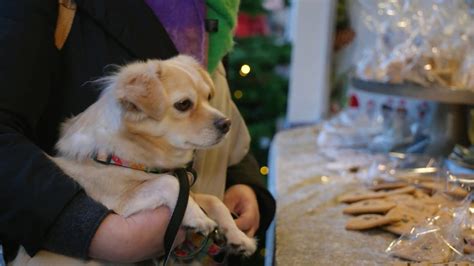 RTL Redakteurin erklärt Darum bekommt mein Hund ein Weihnachtsgeschenk