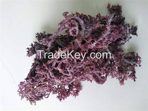 Sundired And Wild Crafted Dried Sea Moss From Viet Nam By Viet Delta