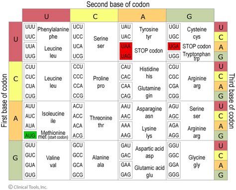 Dna Translation Chart