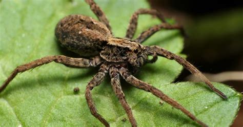 Tarantula Ukrai Ska Jest Ju W Polsce Minut Dla Zdrowia