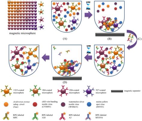 A The Specific Antibody Coated Microspheres Were Mixed Samples And Download Scientific