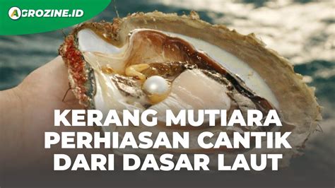 Mengenal Kerang Mutiara Budidaya Mutiara Modern Hingga Panen Sebagai