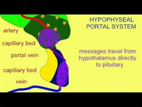 Hypophyseal Portal System