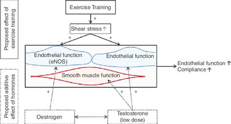 Summary Of Proposed Interactions Between Sex Hormones And The Impacts Download Scientific