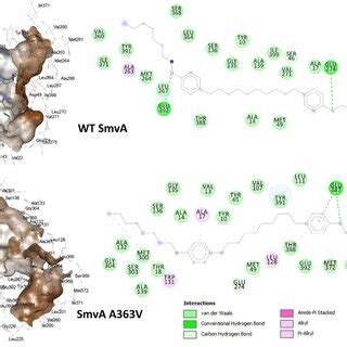 Post Md Simulation D And D Interaction Analysis Of Wild Type Smva And