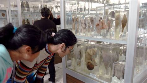 ¿cuáles Son Los Museos Más Raros De La Cdmx