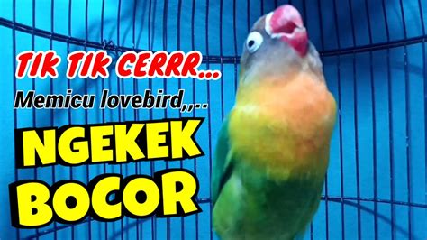 Pancingan Suara Burung Lovebird Betina Ngekek Panjang Picu Lovebird