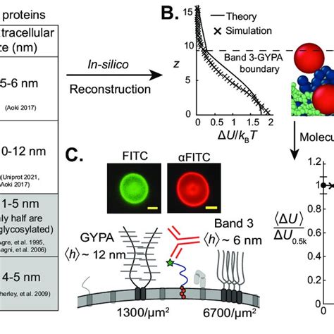 Red Blood Cell Rbc Membrane Proteomics Is Integrated Into An