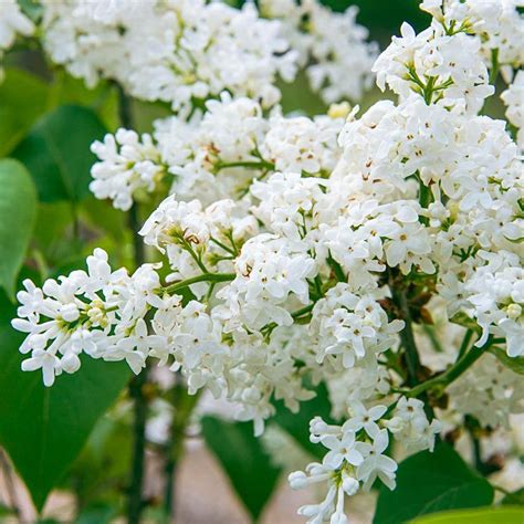 Have A Question About Spring Hill Nurseries Snowy Beach Party White