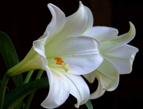 Lilies Wallpaper - WallpaperSafari