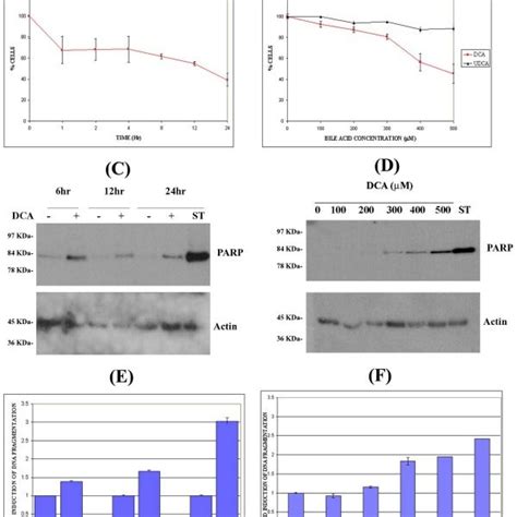 DCA Induced PARP Cleavage And DNA Fragmentation Is Caspase Dependent