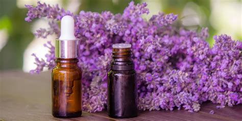 Lavender Oil Benefits For Hair: What Sholuld Know