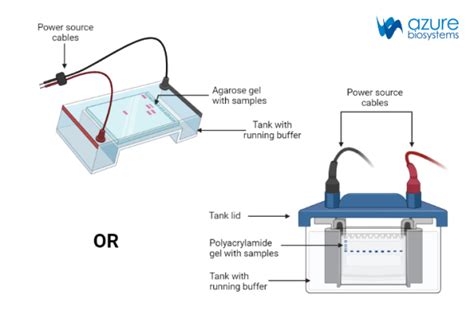 Gel Electrophoresis Steps Azure Biosystems