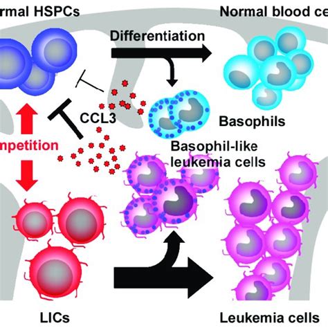 Summary Of Chemokines And Their Receptors Download Table