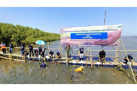 Foto Rayakan Hut Ke Ri Pnm Tanam Mangrove Di Kota Halaman