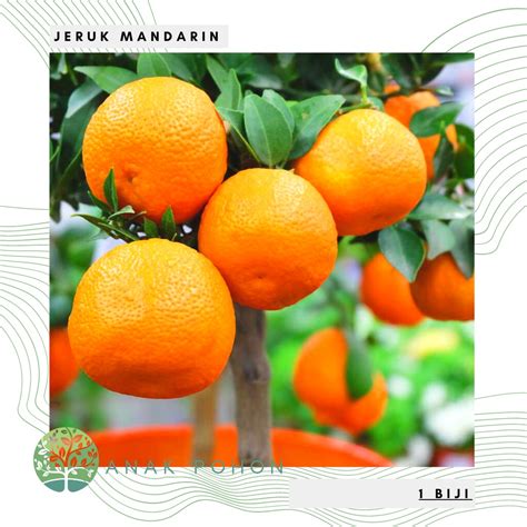 Jual Benih Bibit Biji Buah Jeruk Mandarin Orange Manis Jeruk Keprok