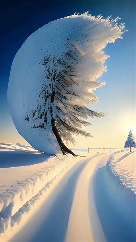 The Sun Shines Brightly Behind A Snowy Tree