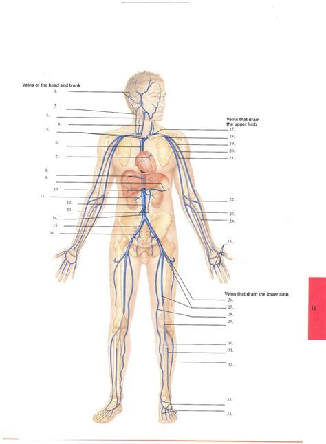 Veins diagram Diagram | Quizlet