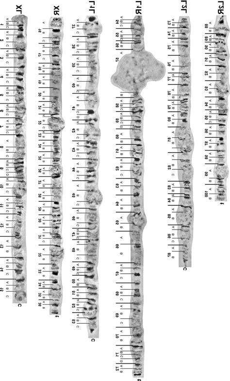 Polytene Chromosome Maps Of Glossina Morsitans Submorsitans