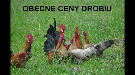 Odcinek Obecne Ceny Na Rynku Drobiu Wzrosty Czy Spadki Youtube