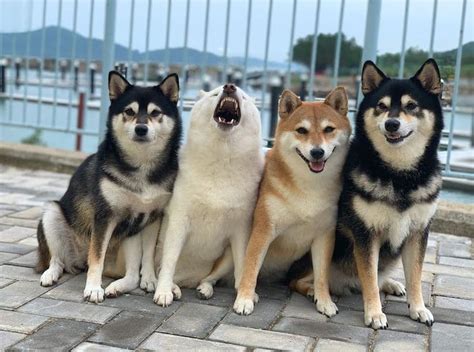 This Funny Shiba Inu Playfully Ruins Her Group Family Photos