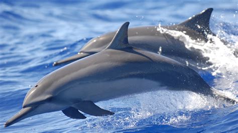 Two gray dolphins, dolphin, water, animals, mammals HD wallpaper | Wallpaper Flare