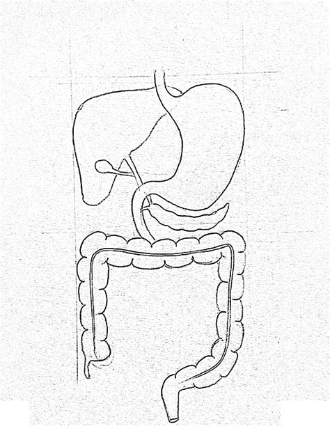 Draw It Neat How To Draw Human Digestive System