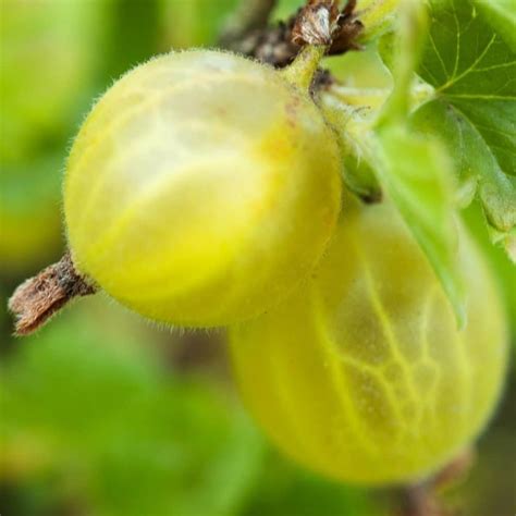 Pixwell Gooseberry Food Forest Nursery