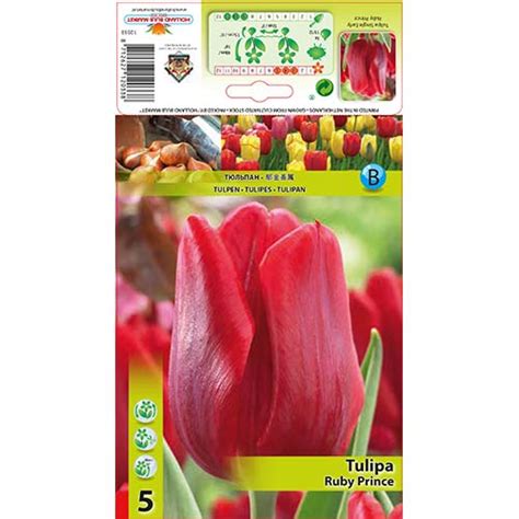 Tulip Ruby Prince 68086 Sibulad Osta Soodsamalt GradinaMax Ee