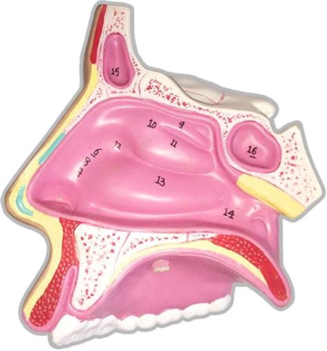 11 Human Nasal Cavity Anatomical Model With Numeric Logo Removable