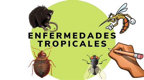 Enfermedades Tropicales Qu Es El Dengue Youtube