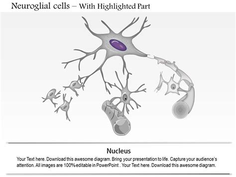 0914 Neuroglial Cells Astrocyte Medical Images For Powerpoint