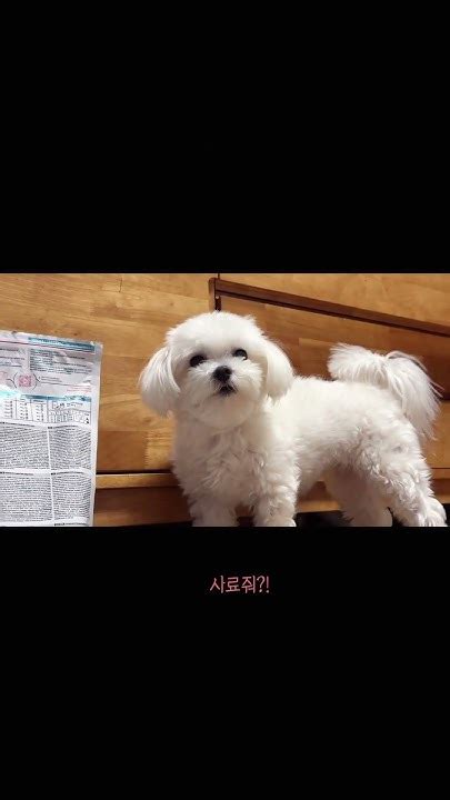 맘마를 대령하라 집사야 Dog 강아지 강아지일상 Animal 반려견 Maltese Puppy Cute