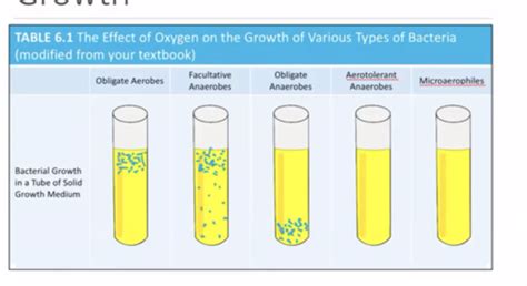 Microbiology Chapter 6 Flashcards Quizlet