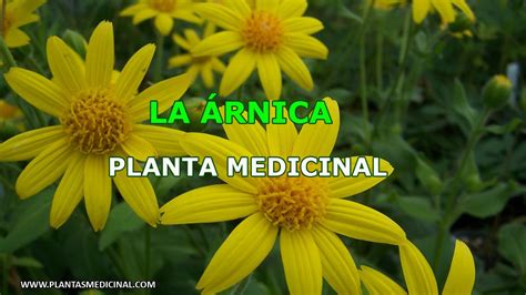 La Árnica Propiedades Y Beneficios Planta Medicinal Youtube