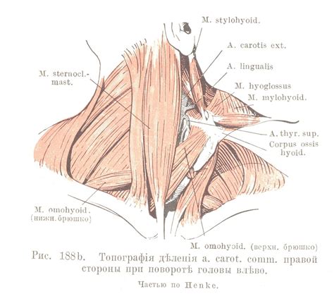 Regio sternocleidomastoidea - Топографическая анатомія - Знання ...