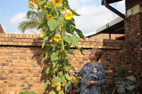 Is this the tallest sunflower in Florida? | Roodepoort Record