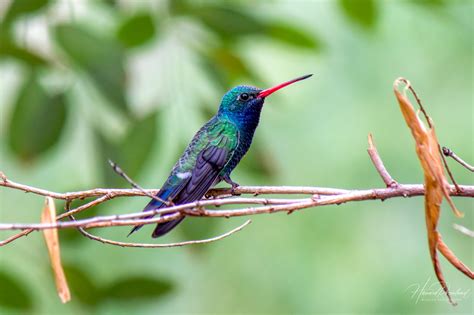 Hummingbirds | Wildlife Vagabond