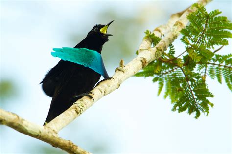 Evolution In The Birds of Paradise - Various Bird Species