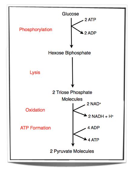 Glycolysis Diagram Flow Chart A Visual Reference Of Charts Chart Master