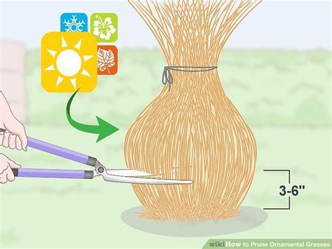 Ways To Prune Ornamental Grasses Wikihow Life