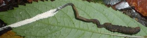 perithecium    cordyceps bhutanensis infested   white