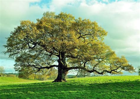 Oak Tree Symbolism In The Bible Bible Wings