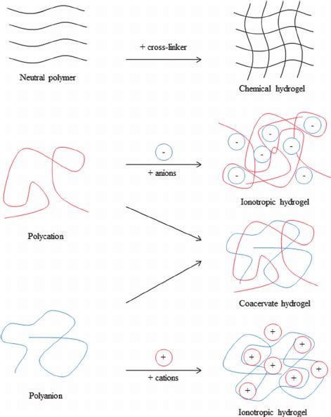 Schematic Of Different Hydrogel Forming Mechanisms Chemical